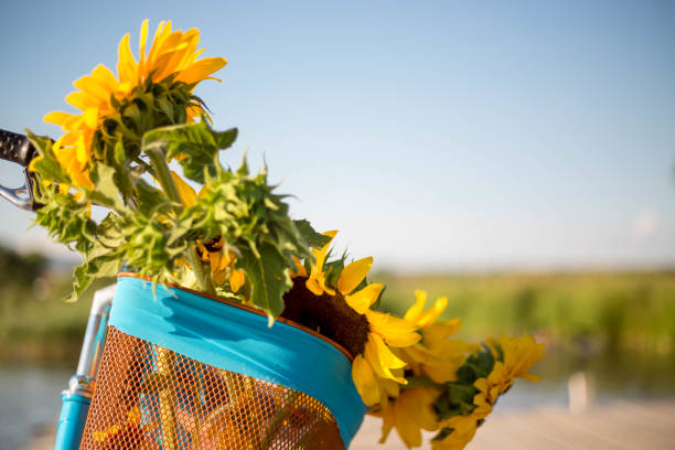 istock Beautiful sunflowers on a bicycle's basket 1135593905