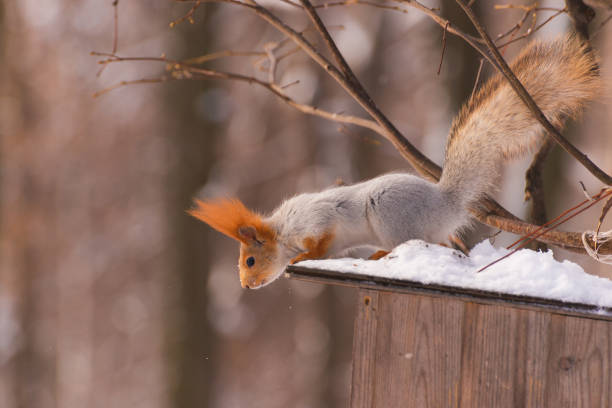 istock Squirrel on the feeder in winter 1135594053