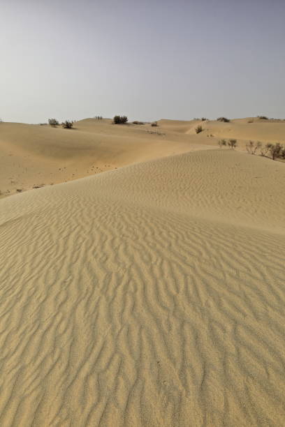 shifting sand dunes-nitre bushes-takla makan desert. hotan prefecture-xinjiang uyghur region-china-0009 - sandscape imagens e fotografias de stock