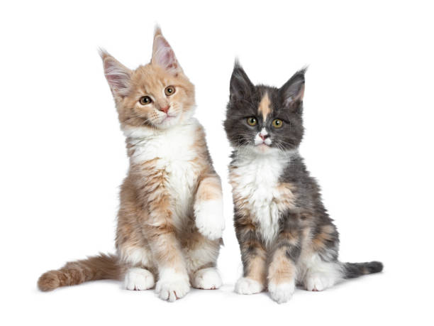istock Two cute Maine Coon cat kittens sitting / playing beside each other looking beside camera. Isolated on white background. One paw lifted from ground. 1135594396
