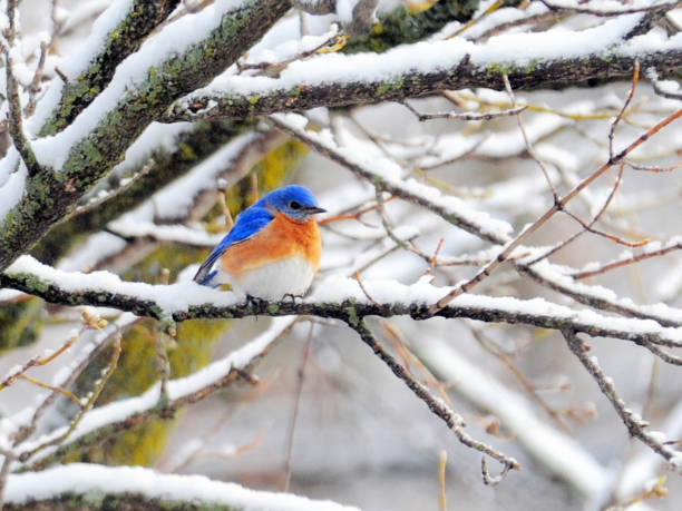 istock Bluebird in the snow 1135595048