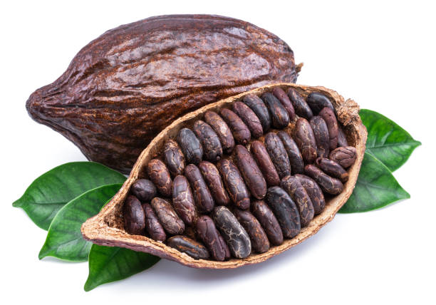 istock Cocoa pods and cocoa beans. 1135595288