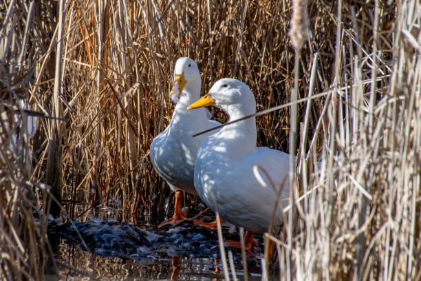 istock White American Pekin ducks preening with feathers flying amongst marsh land reeds 1135595371