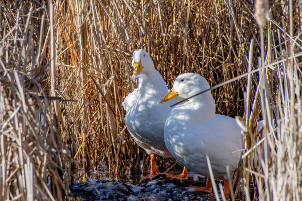 istock White American Pekin ducks preening with feathers flying amongst marsh land reeds 1135595424