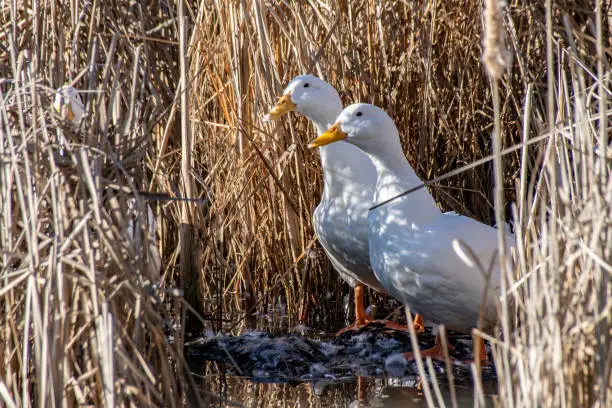 Photo of White American Pekin ducks preening with feathers flying amongst marsh land reeds