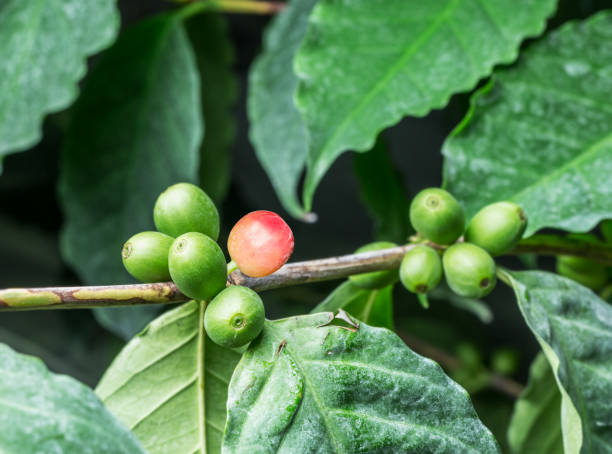 istock Unripe coffee beans on the tree. 1135596557