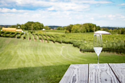 Detail shot of Champagne in foreground with out of focus rows of grape vines in the background.