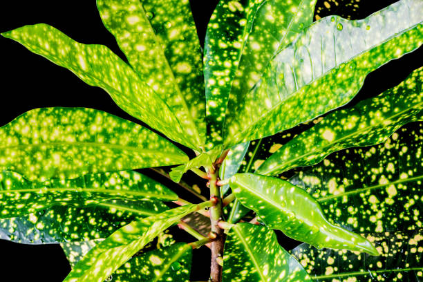 blätter der frischen croton-blume. - flower gift decoration domestic room stock-fotos und bilder