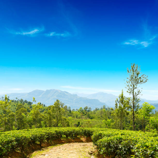 Tea plantation in mountains and blue sky. Copy space