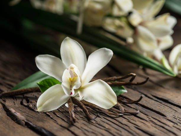 istock Dried vanilla sticks and vanilla orchid. 1135597008