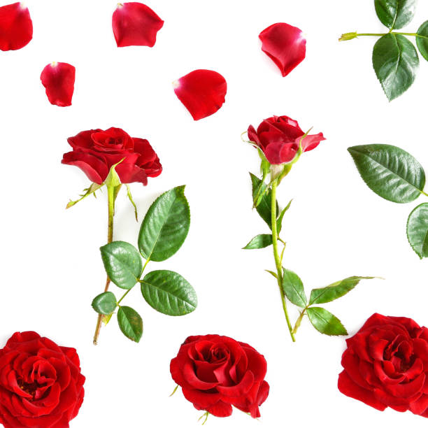 istock Flowers composition. Red roses isolated on white background. 1135597693
