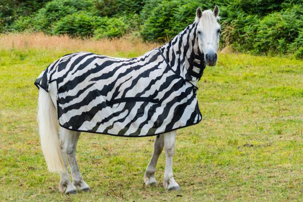 Horse with funny zebra Raincoat on Meadow stock photo