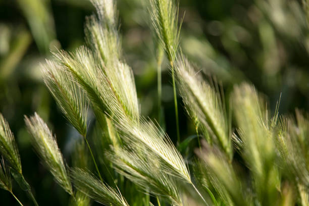 Close-up of Elymus, also called wild rye. Nature photography. elymus stock pictures, royalty-free photos & images