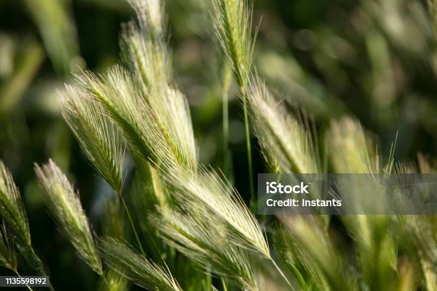 Closeup Of Elymus Also Called Wild Rye Stock Photo - Download Image Now - Grass, Seed, Head