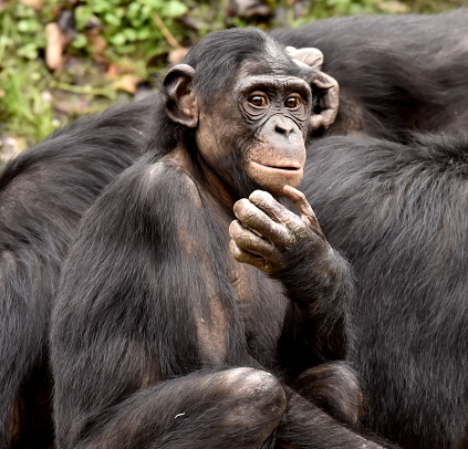 Bonobo Group