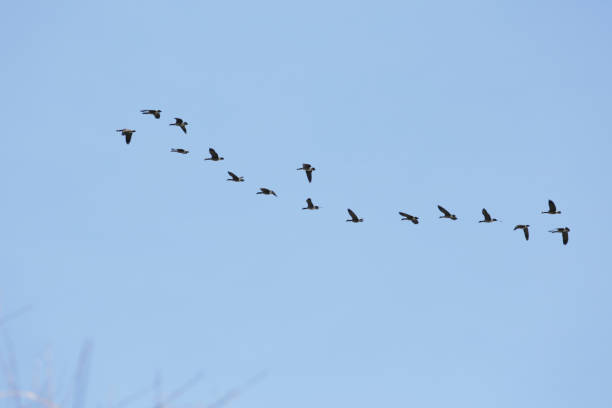 istock Flock of 16 Canada Geese over British Columbia, Canada 1135599089