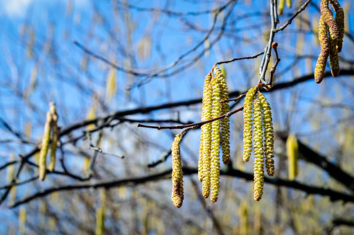 The young yellow-green blooming long catkins on alder tree (Alnus) branches in early spring season