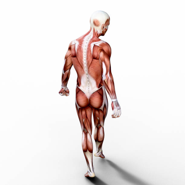 Science and medical renders.