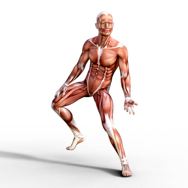 3d визуализация, изображающая анатомию мышечной системы человека. - crouching exercising anatomy human muscle стоковые фото и изображения