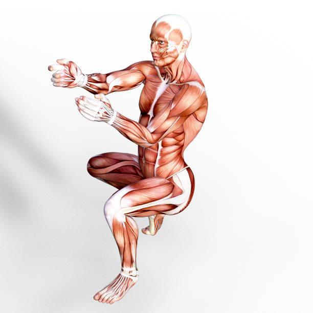 render 3d przedstawiający anatomię ludzkiego układu mięśniowego. - crouching exercising anatomy human muscle zdjęcia i obrazy z banku zdjęć