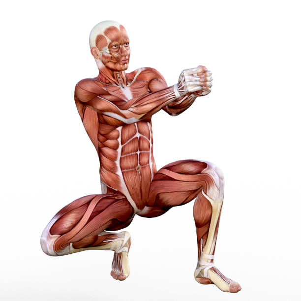 render 3d przedstawiający anatomię ludzkiego układu mięśniowego. - crouching exercising anatomy human muscle zdjęcia i obrazy z banku zdjęć