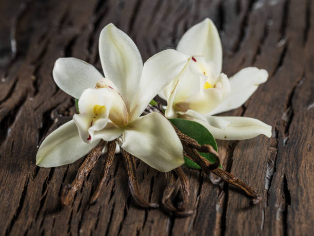 istock Dried vanilla sticks and vanilla orchid. 1135599465