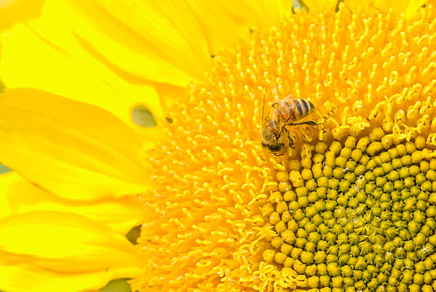 istock Working bee and beautiful  blossoming sunflower 113560042
