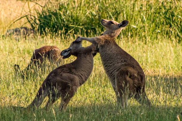 Boxing kangaroos. Two kangaroos fighting in a grassy field, with another kangaroo in the background. Taken in Victoria, Australia. kangaroos fighting stock pictures, royalty-free photos & images