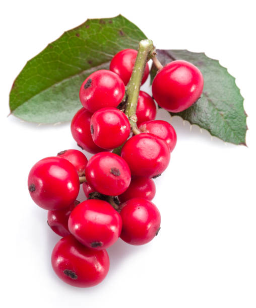 istock European Holly (Ilex) leaves and fruit. 1135602140