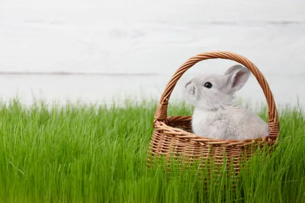 Cute gray bunny rabbit in basket in the middle of grass lawn. Easter concept.