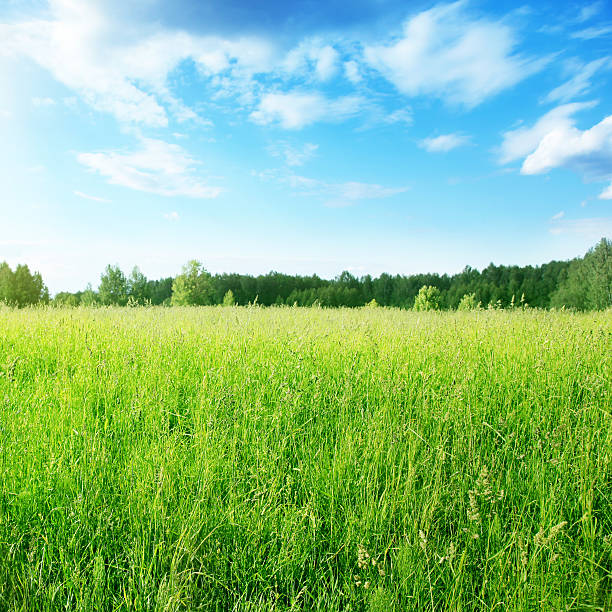 istock Field of grass under blue sky. 113560308