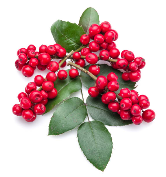 istock European Holly (Ilex) leaves and fruit. 1135603163