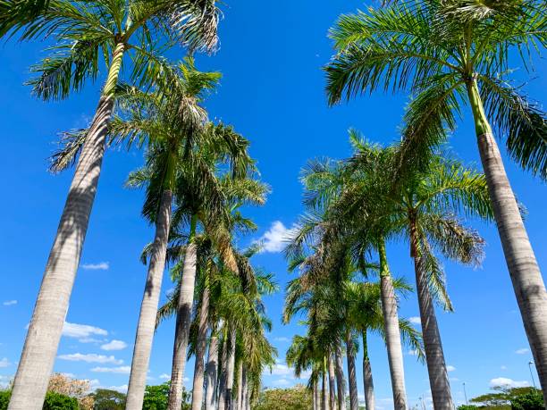 istock Corridor of real palm trees looking to the sky 1135603209