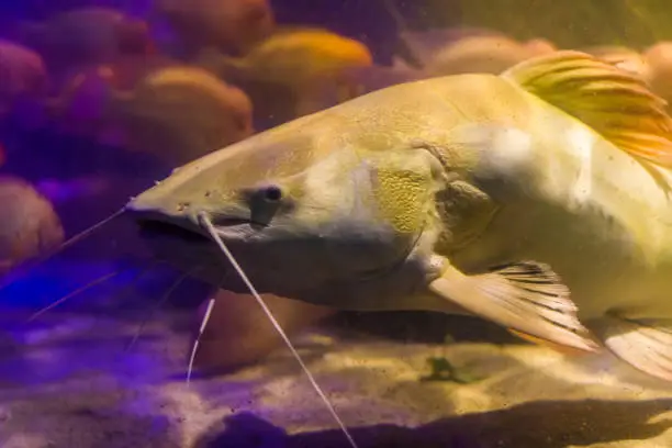 Photo of red tail catfish face in closeup, big fish from the amazon basin, popular fish in aquaculture and the fishing sport