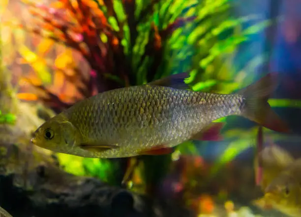 Photo of common rudd, silver shiny fish, a widely spread fish in the seas of Eurasia