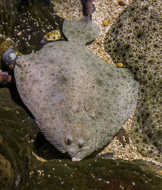 Photo of turbot laying next to some other turbots, popular flatfish, Near threatened animal specie
