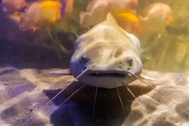 Photo of red tail catfish with its face in closeup, big tropical fish from the amazon basin of America