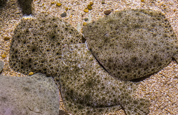 group of turbots laying together on the bottom, popular flatfish, Near threatened animal specie group of turbots laying together on the bottom, popular flatfish, Near threatened animal specie brackish water stock pictures, royalty-free photos & images