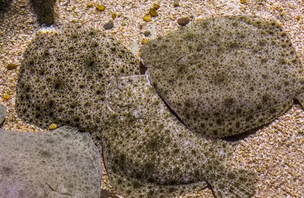 Photo of group of turbots laying together on the bottom, popular flatfish, Near threatened animal specie
