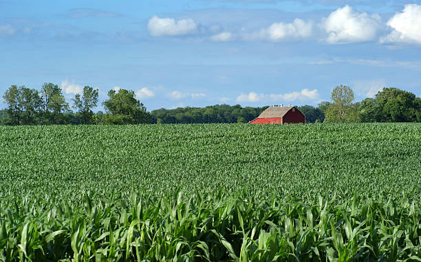 istock Farmers Field and Corn Crop 113560684