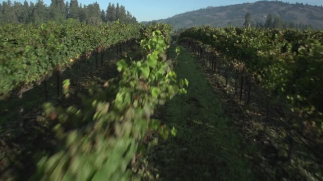 Aerial View of a Vineyard