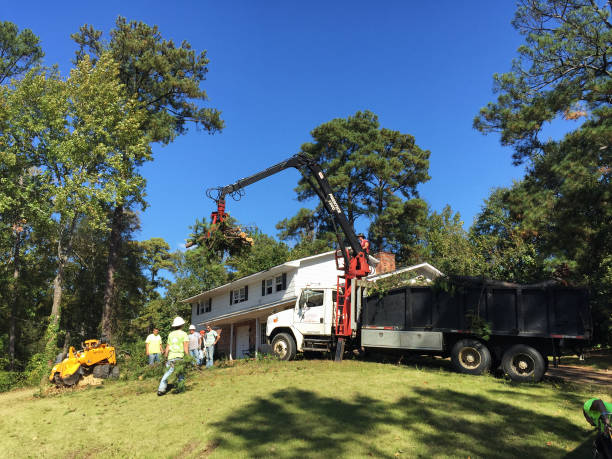 Ouvriers de construction d'enlèvement d'arbre dans un voisinage résidentiel - Photo