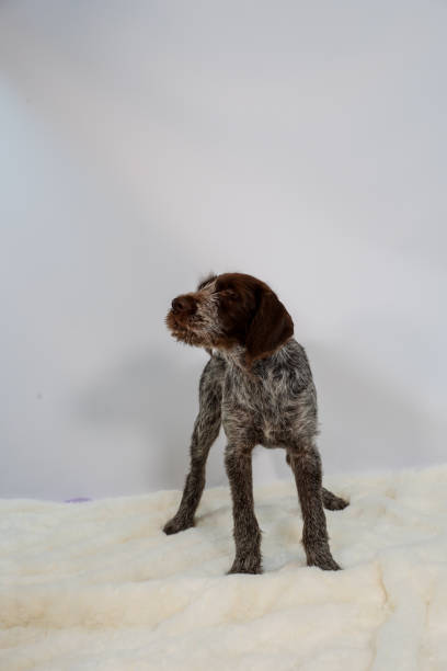 istock Puppy at 15 weeks 1135609086