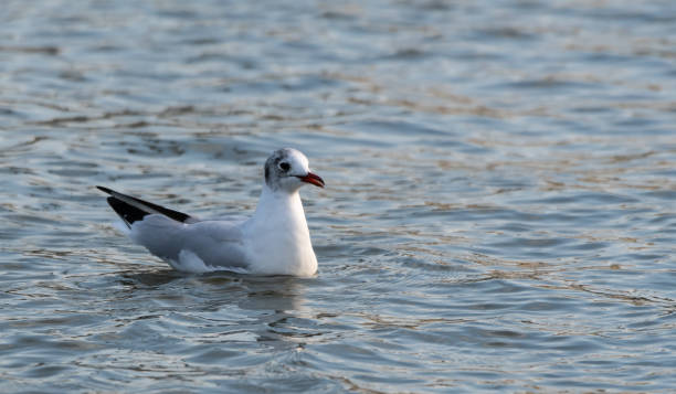 istock A Black Headed Gull in Winter Plumage swimming on the River Thames 1135609254