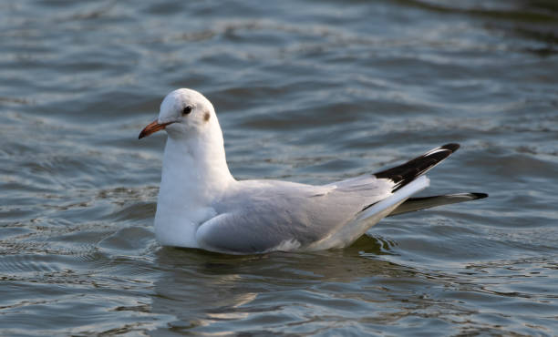 istock A Black Headed Gull in Winter Plumage swimming on the River Thames 1135609257