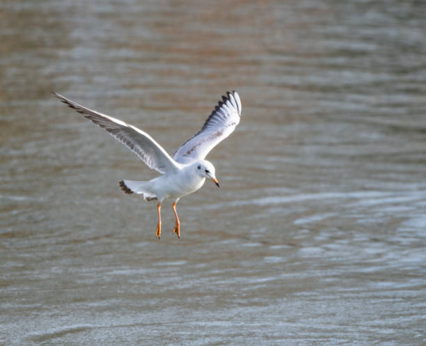 istock A Black headed gull in winter plumage flying over the River Thames 1135609303