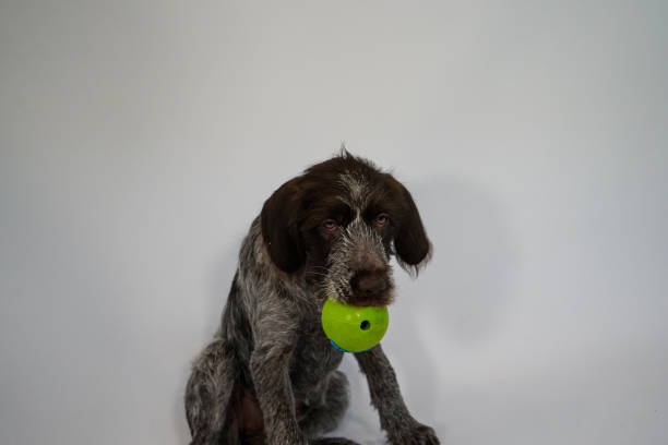 istock puppy with green ball 1135610401