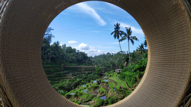 istock Tegalalang rice terraces in Ubud, Bali 1135610777