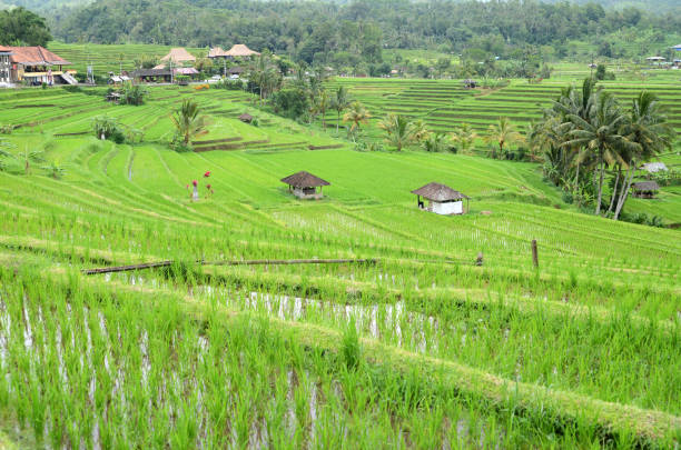 istock Beautiful Jatiluwih rice terraces in Bali 1135610864