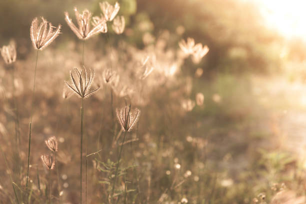 istock Grass flower in the vintage style. 1135611521